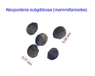 Neoporteria subgibbosa (mammillarioides).jpg